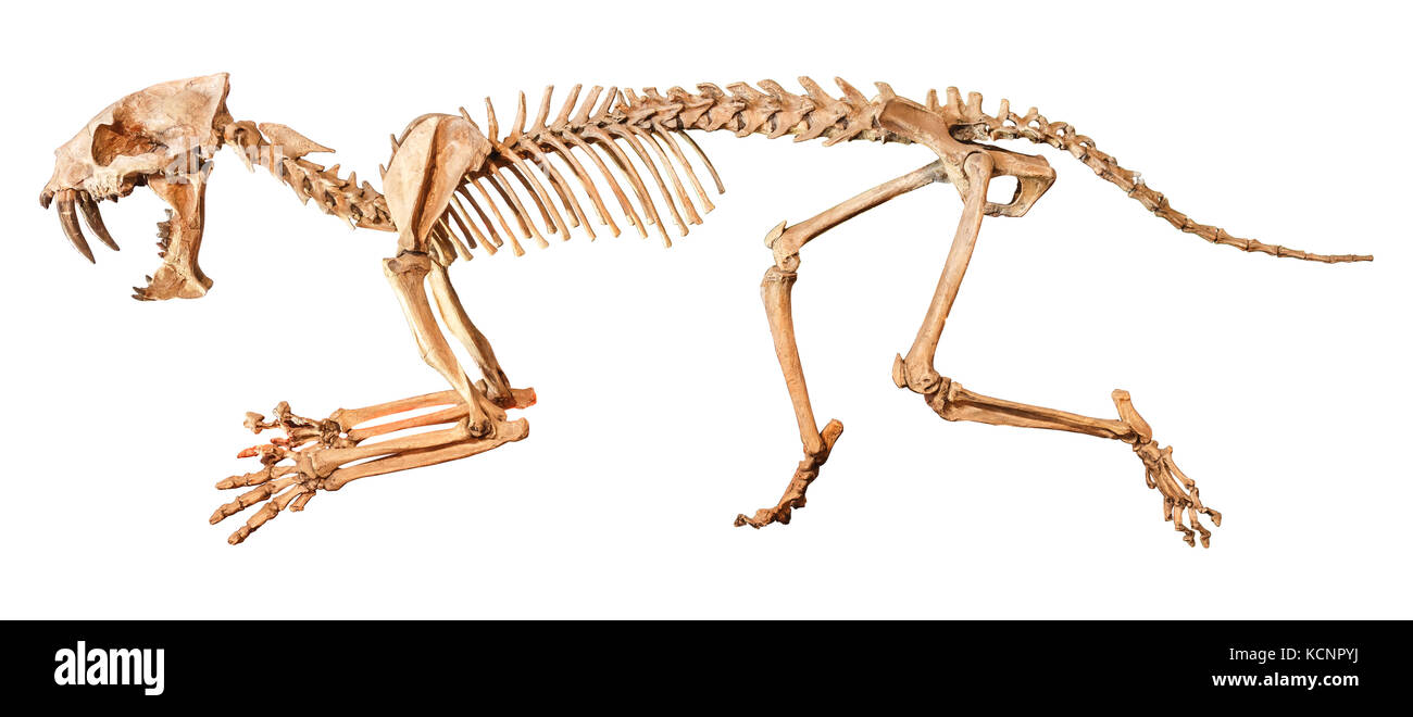 - Dents de Sabre ( hoplophoneus primaevus ) squelette . fond isolé . Banque D'Images