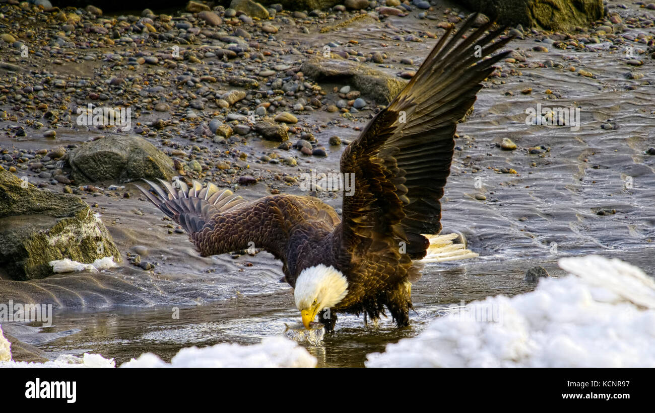 Pygargue à tête blanche Haliaeetus leucocephalus, attraper des poissons, l'eulakane dans la rivière Skeena, pêche à marée basse, le pygargue à tête blanche a l'eulachon poisson dans son bec Banque D'Images