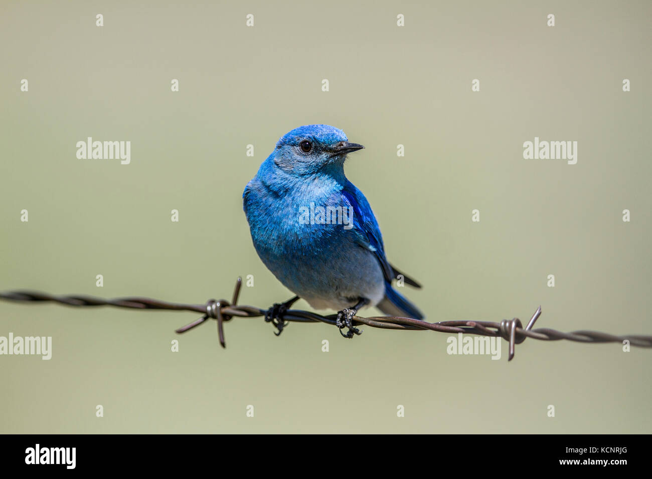 (Le Merlebleu azuré Sialia currucoides) Belle et jolie, l'homme couleur bluebird assis sur barbelés. Wateton National Park, Alberta, Canada Banque D'Images