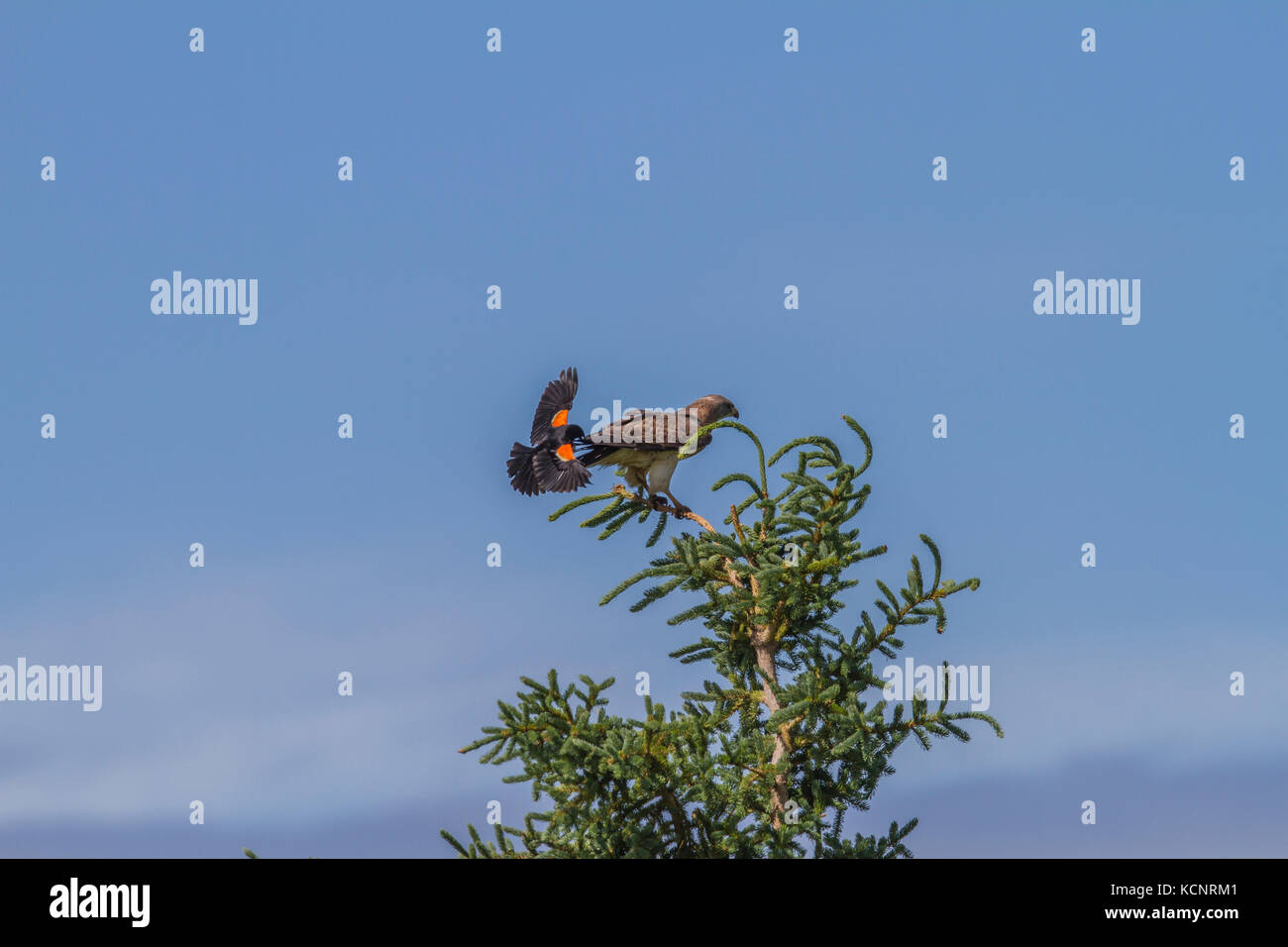 De Swainson (Buteo swainsoni) Buses, oiseau de proie, sitting on tree top harcelée par Carouge à épaulettes. Les régions rurales de l'Alberta, Canada Banque D'Images