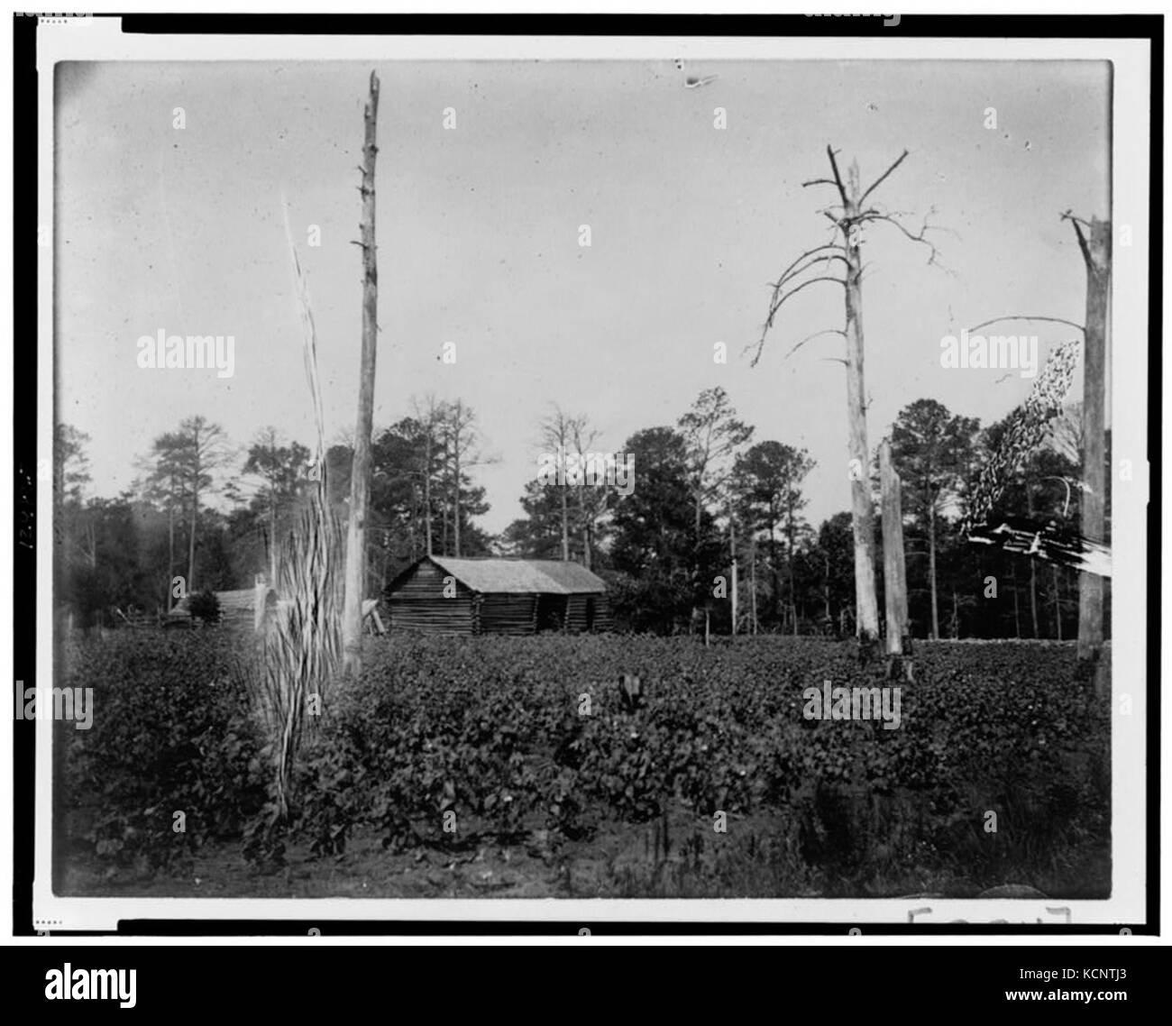 Les bâtiments agricoles dans les champs de plantes et arbres morts en Géorgie RCAC99472259 Banque D'Images