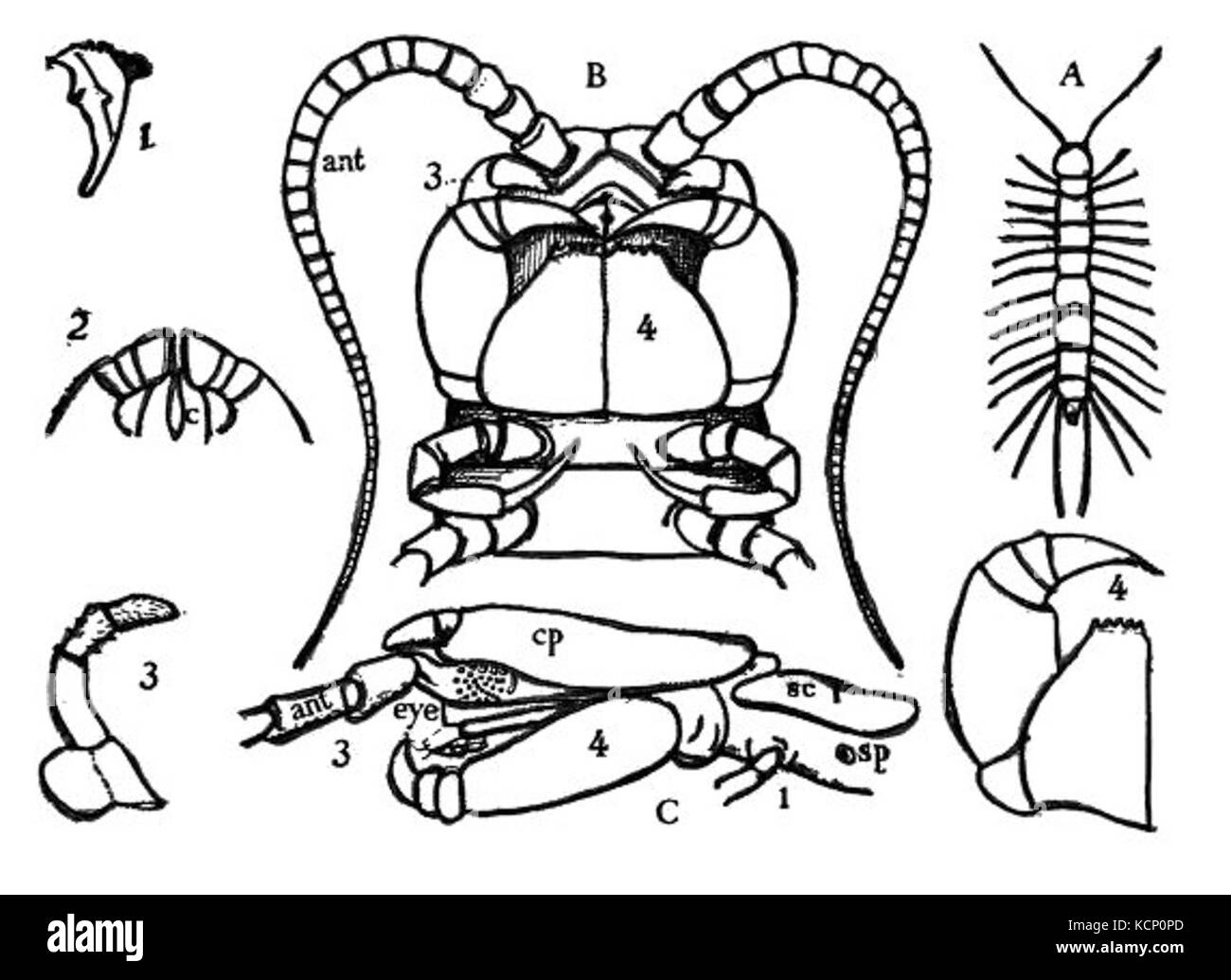Une illustration de 1894 représentant l'anatomie d'un centipède. Le diagramme détaille les caractéristiques et la structure de cette espèce d'arthropode. Banque D'Images
