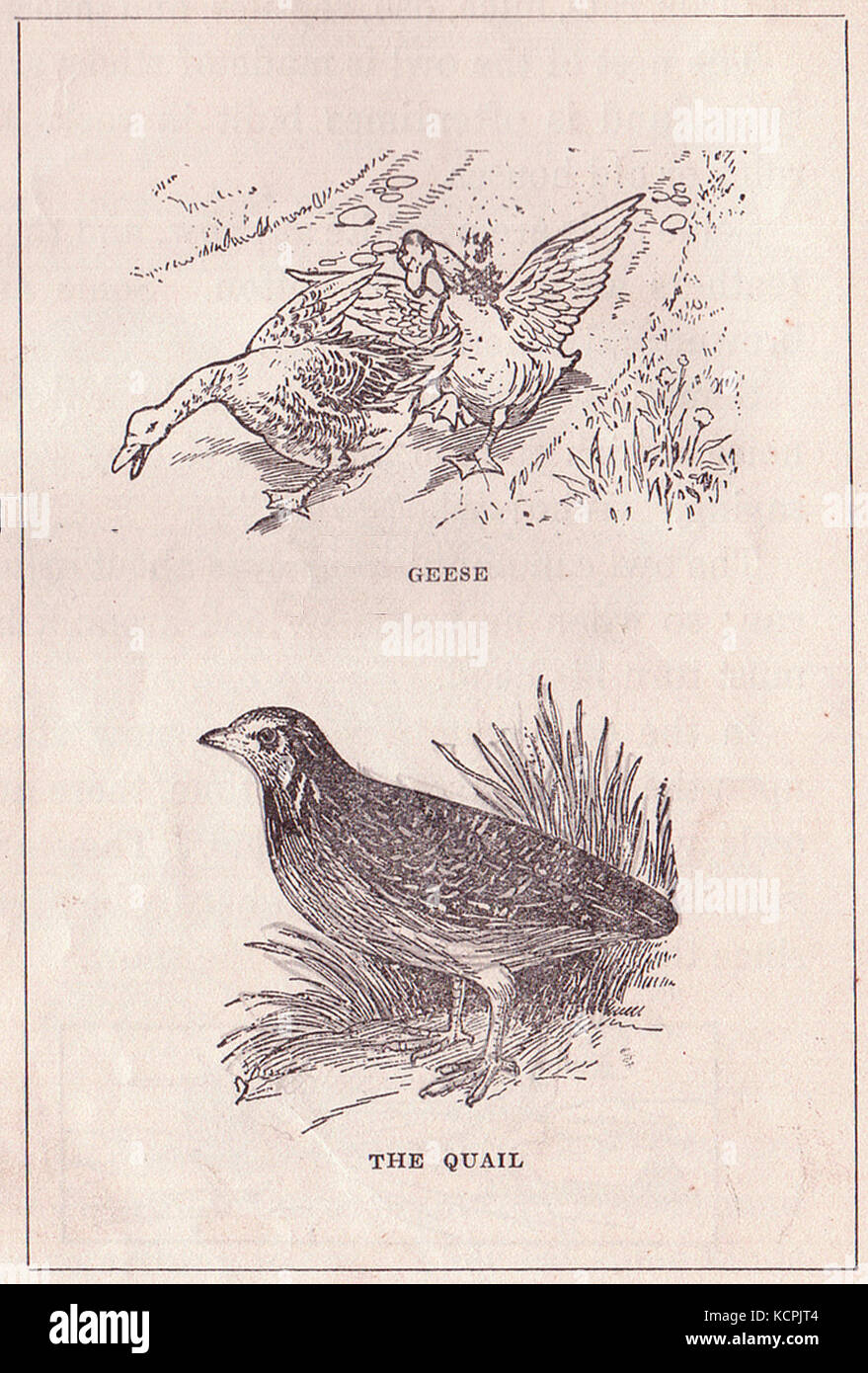 Les oies et les cailles Banque D'Images