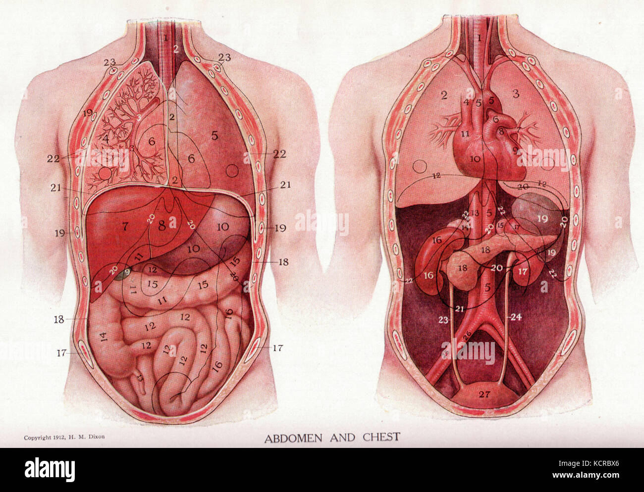 L'abdomen entre les pages 4 et 5 Banque D'Images