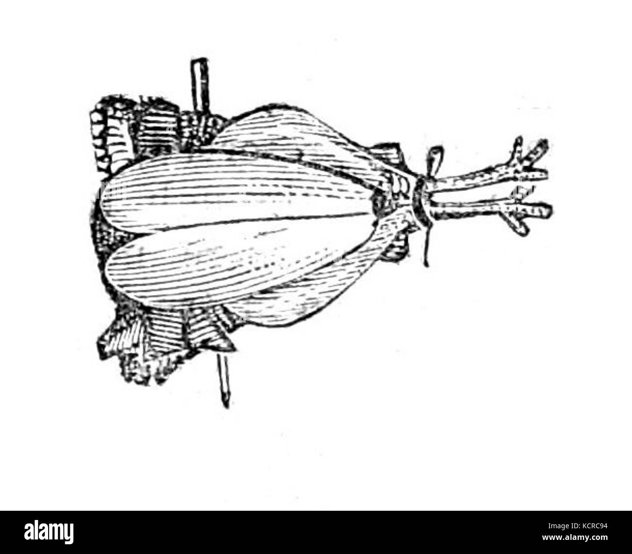 Petit ménage anglais Fowl Banque D'Images