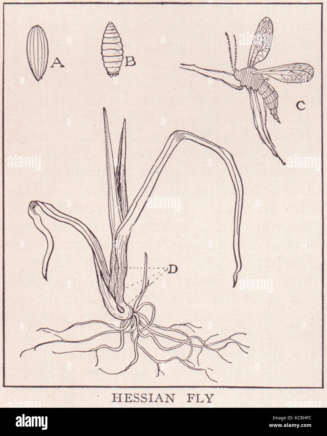 La mouche de Hesse est un ravageur agricole important qui cible les cultures de blé. Il est connu pour son impact destructeur sur les cultures, causant des pertes économiques dans le secteur agricole. L'image de la page 1314 met l'accent sur son cycle de vie et les dommages qu'il cause aux champs de blé. Banque D'Images
