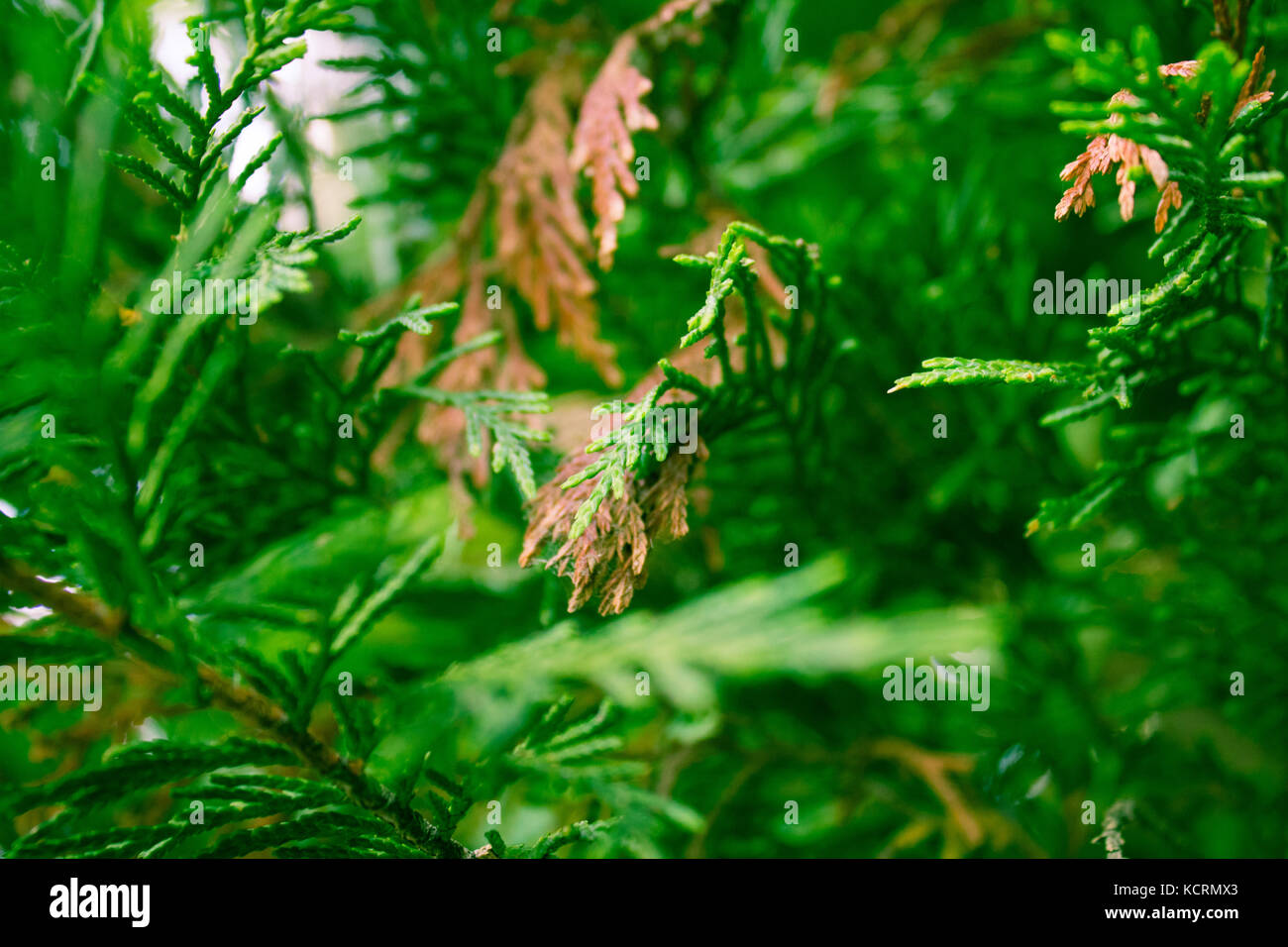 La Terre, Nature's domain, Virginia Beach, Virginia Banque D'Images