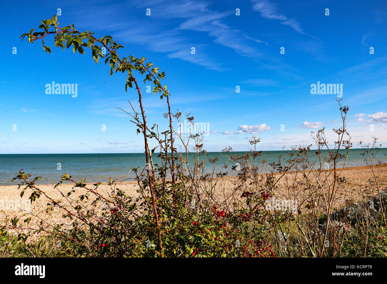 Fruits rouges, ggreen mer, ciel bleu Banque D'Images