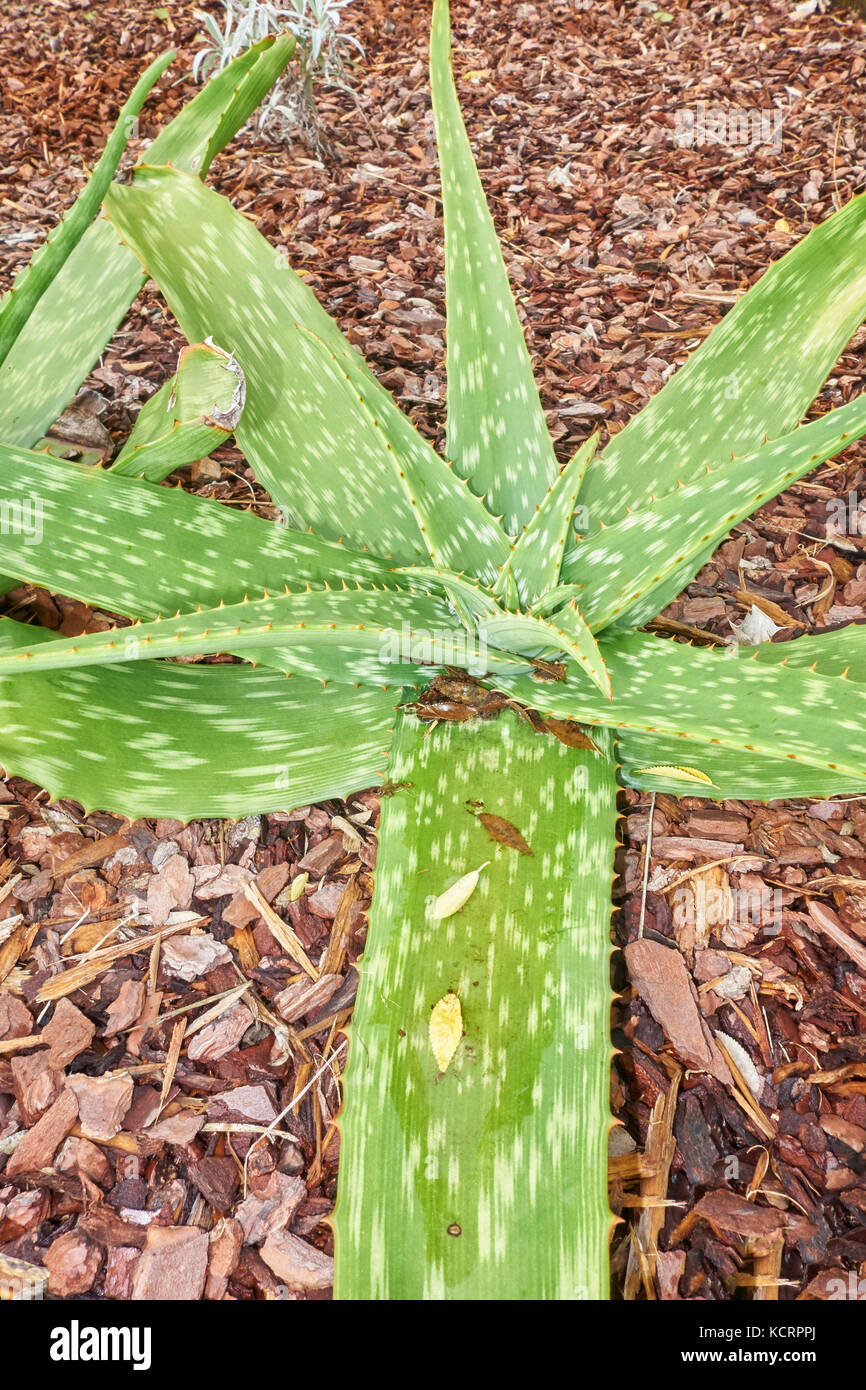 Rossete basale de l'aloès, Aloe longibracteata succulentes, dans un jardin. Banque D'Images