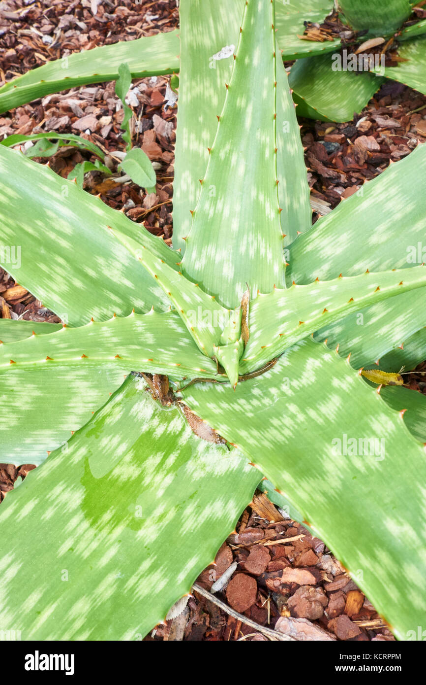 Rossete basale de l'aloès, Aloe longibracteata succulentes, dans un jardin. Banque D'Images