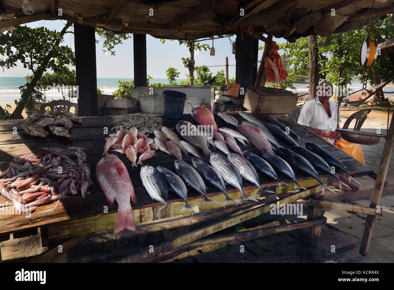 Sud Sri Lanka Midigama Province Homme Vente de poissons près de la plage Banque D'Images