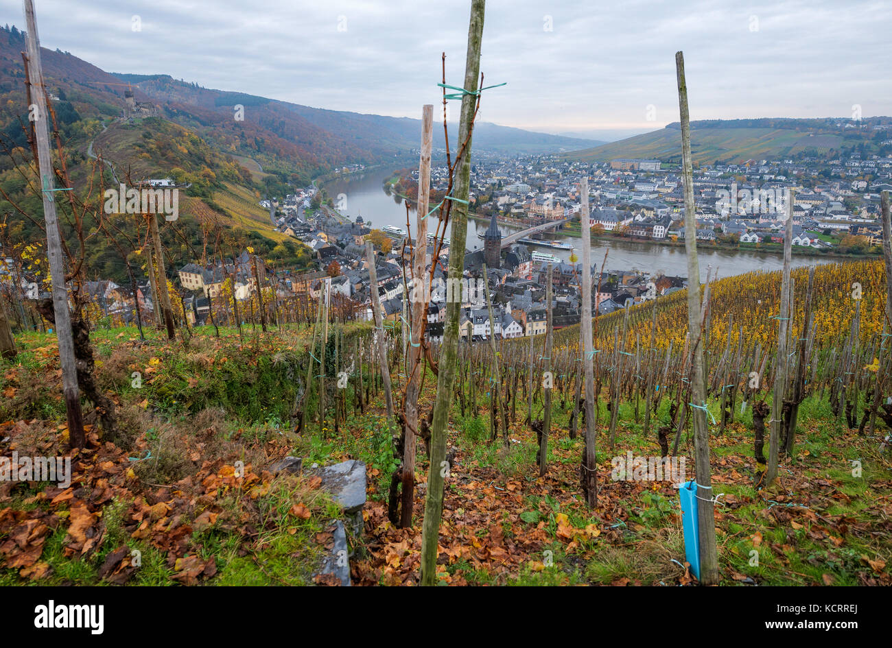 L'industrie allemande du vin : vieilles vignes à Bernkasteler Doctor, Bernkastel-Kues, Mosel, Allemagne Banque D'Images