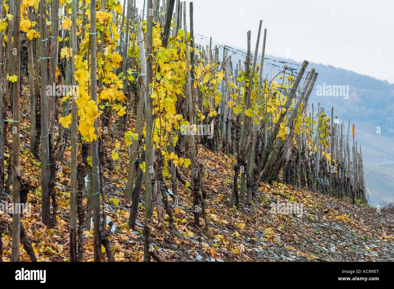 L'industrie allemande du vin : vieilles vignes de Wehlener Sonnenuhr, Wehlen, Mosel, Allemagne Banque D'Images