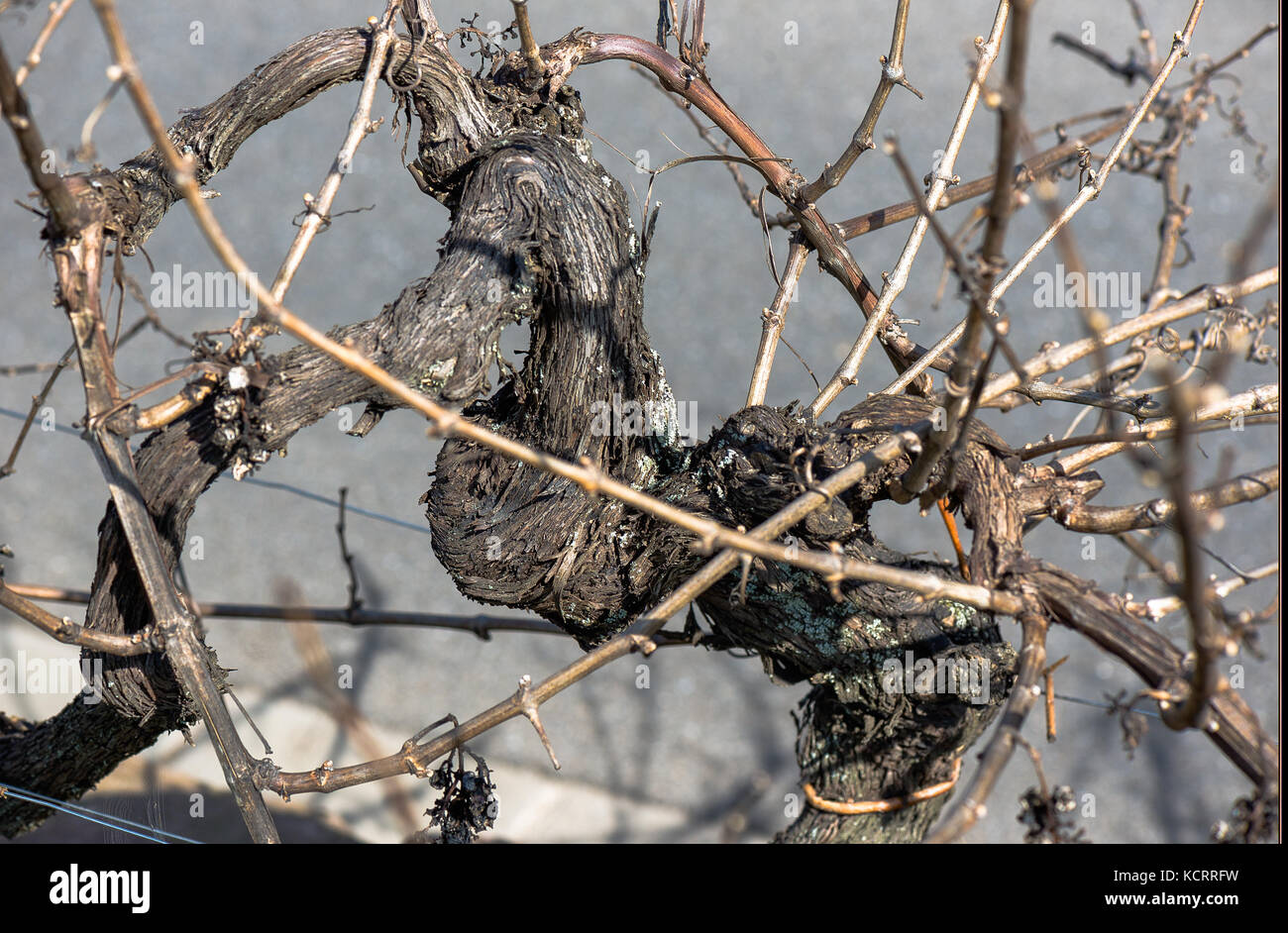 Plus vieilles vignes dans le monde (1618), Weingut Oberhofer, Rhodt unter Rietburg, Palatinat, Allemagne Banque D'Images