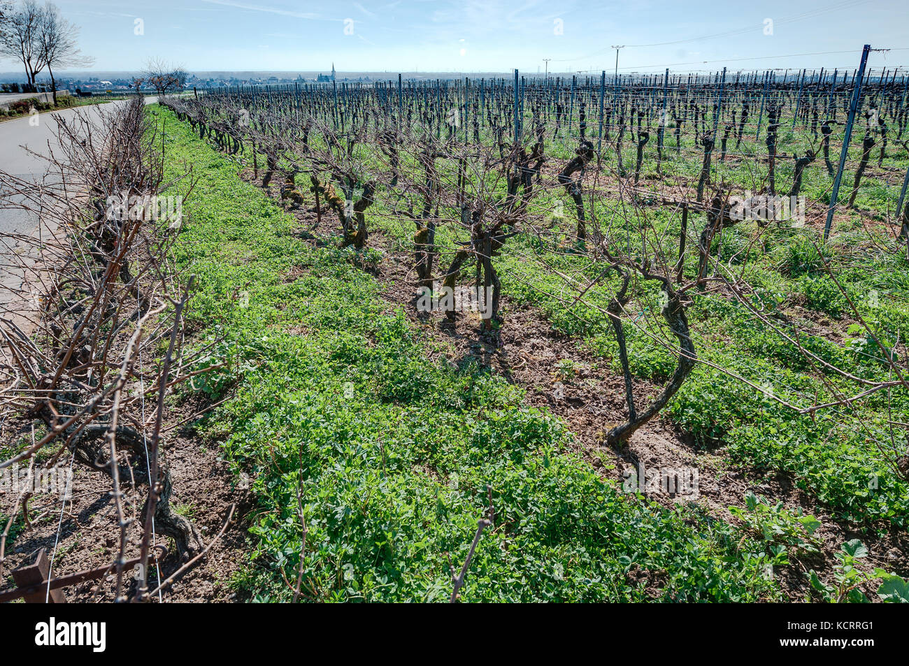 Plus vieilles vignes dans le monde (1618), Weingut Oberhofer, Rhodt unter Rietburg, Palatinat, Allemagne Banque D'Images