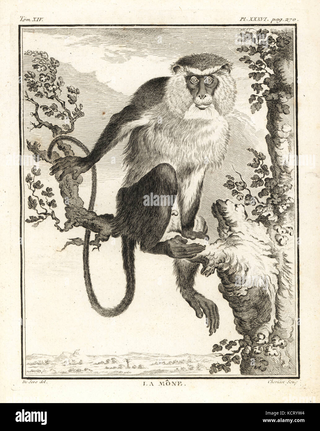 Singe Mona, Cercopithecus mona. La gravure sur cuivre par Chevillet après une illustration de Jacques de Seve de Georges-Louis Leclerc, Comte de Buffon, Histoire Naturelle, Imprimerie Royale, Paris, 1766. Banque D'Images