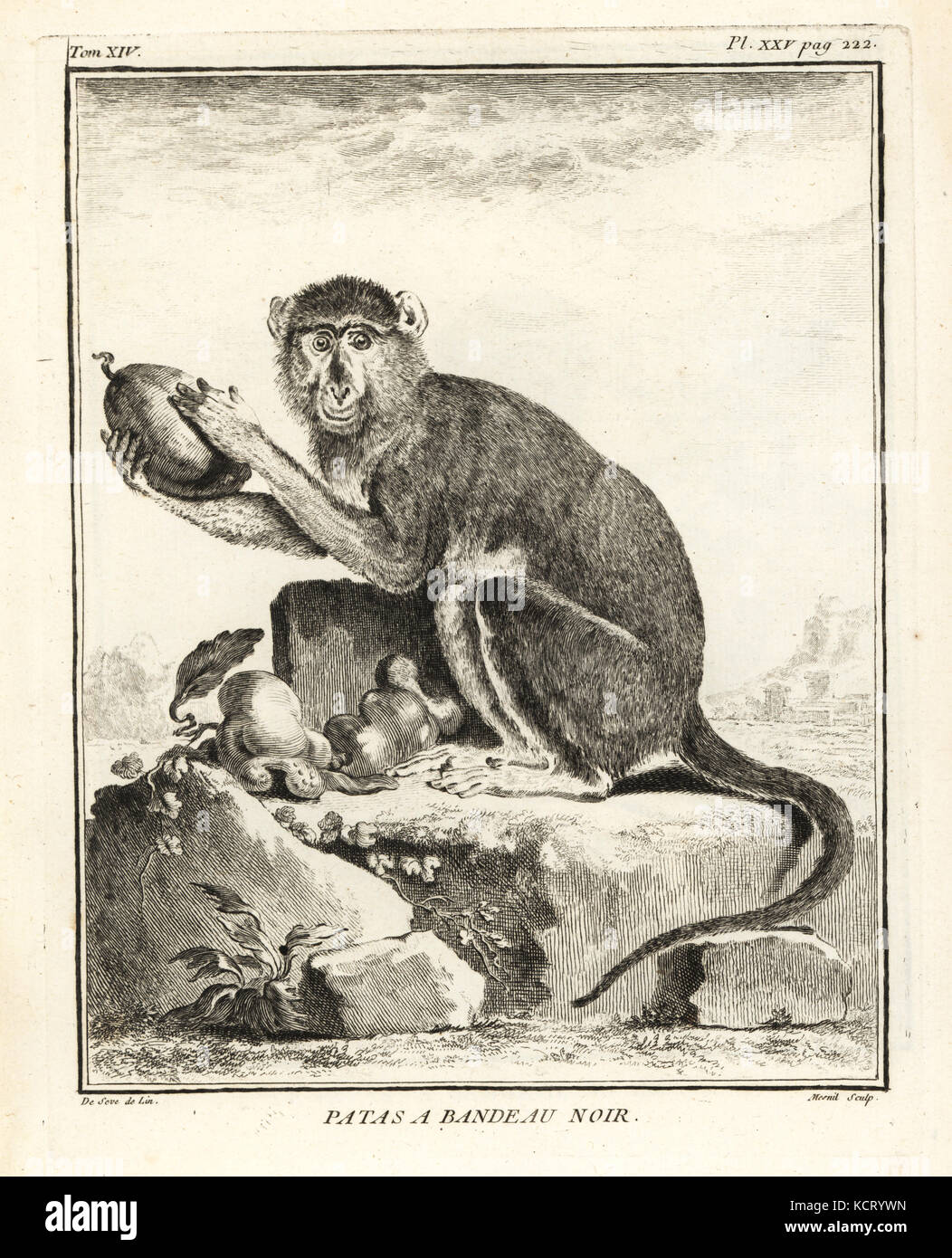 Erythrocebus Patas monkey, patas. La gravure sur cuivre par Mesnil après une illustration de Jacques de Seve de Georges-Louis Leclerc, Comte de Buffon, Histoire Naturelle, Imprimerie Royale, Paris, 1766. Banque D'Images