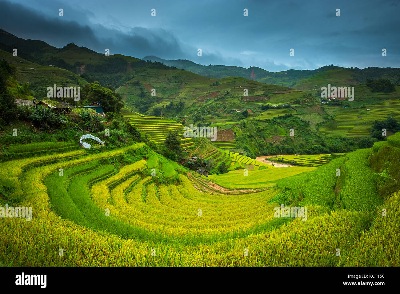 Magnifique paysage de champs de riz en terrasse mu cang chai, Vietnam Banque D'Images
