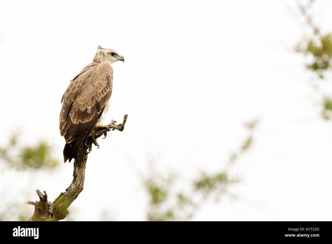 (Polemaetus bellicosus martial eagle) on tree branch, Kruger National Park, Afrique du Sud Banque D'Images