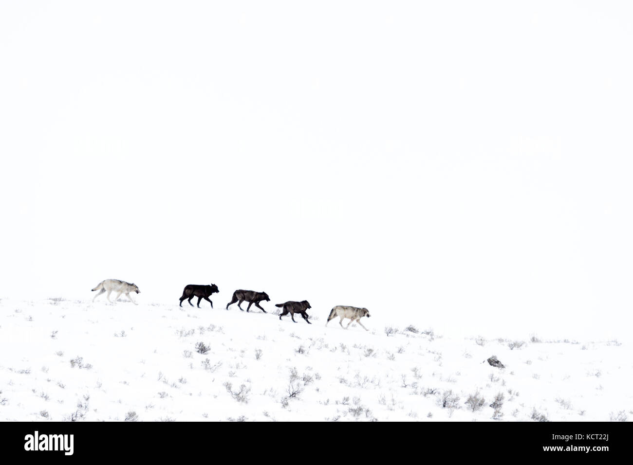 Le loup (canis lupus) pack d'exécution dans la neige sur mountainridge, Lamar valley, le parc national de Yellowstone, Wyoming montana, USA. Banque D'Images