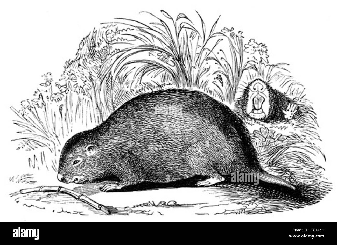 Rat de bambou Banque D'Images