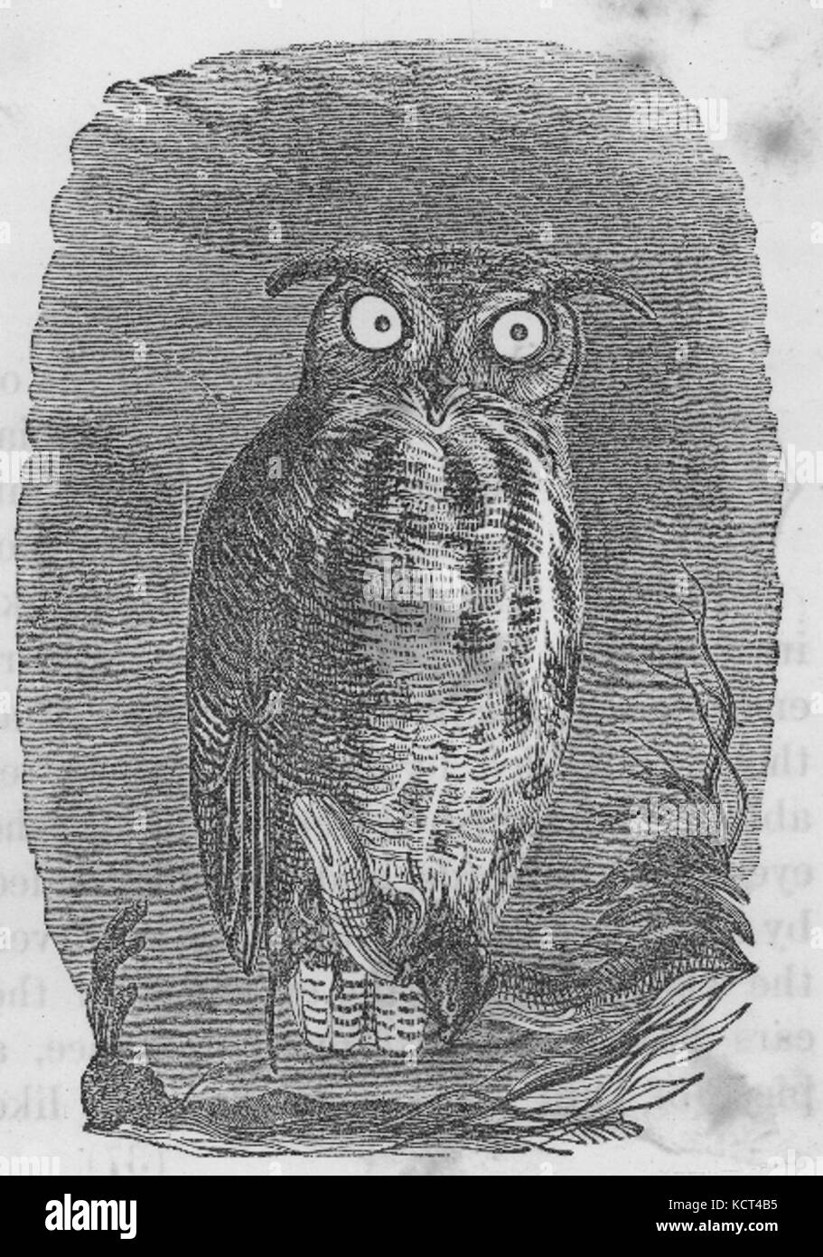 Dessin Hibou noir et blanc Banque D'Images