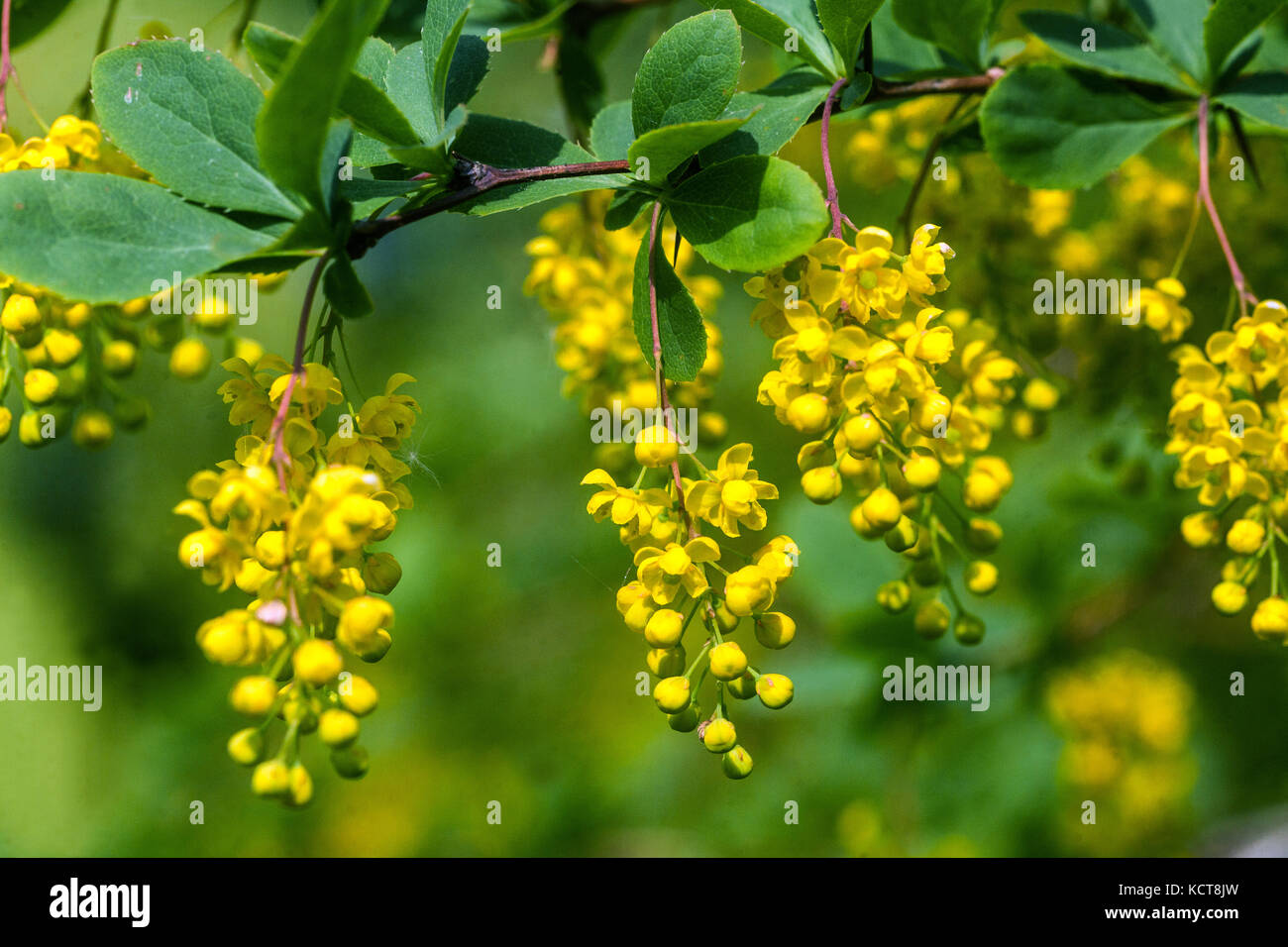 L'épine-vinette Berberis koreana coréen close up Banque D'Images