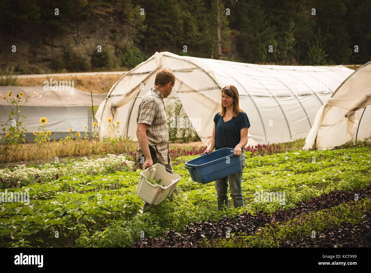 Deux agriculteur en interaction les uns avec les autres dans la région de green house sur une journée ensoleillée Banque D'Images Deux agriculteur en interaction les uns avec les autres dans la région de green house sur une journée ensoleillée Banque D'Images