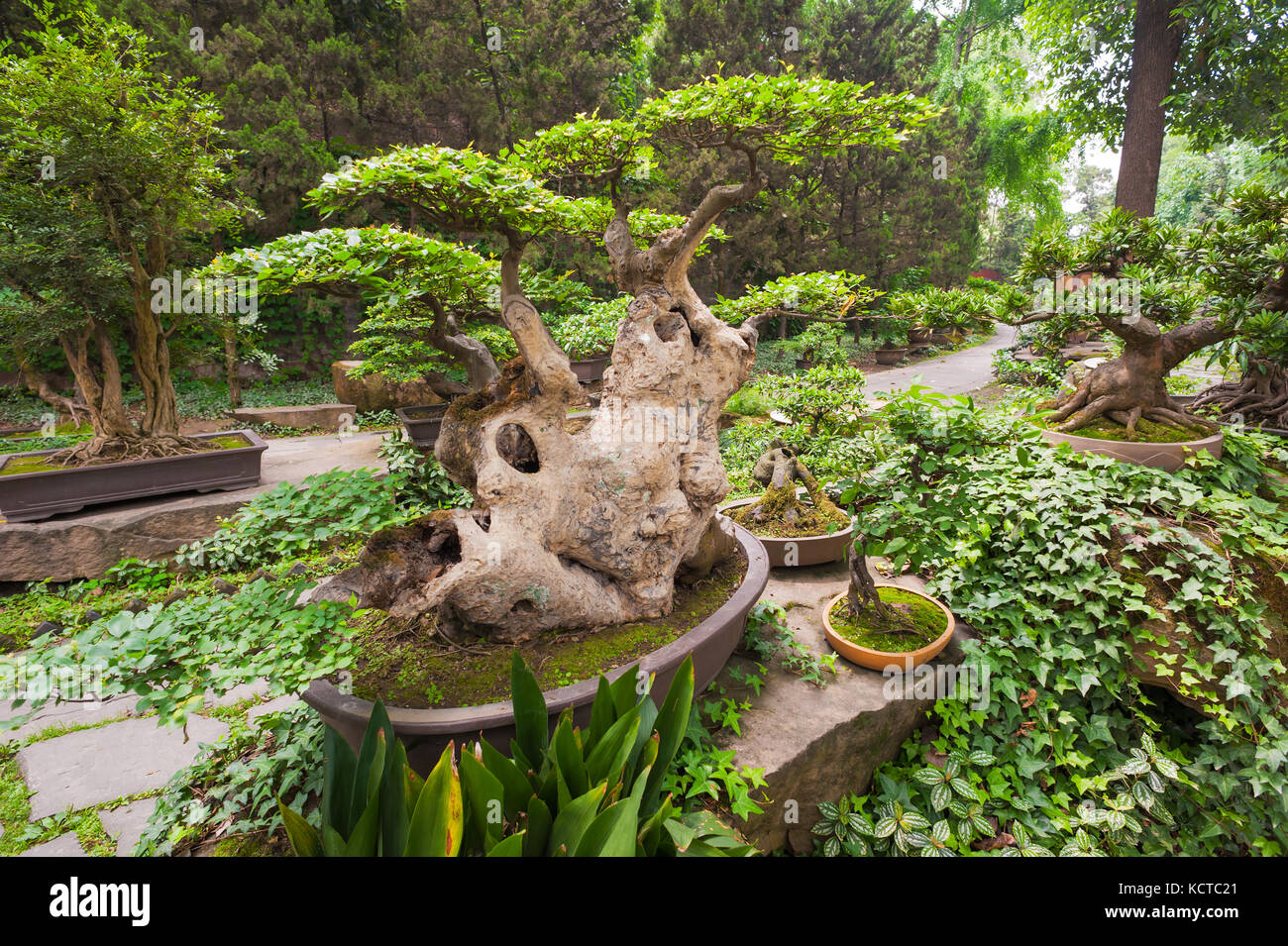 Bonsai arbre dans la végétation dans un parc chinois Banque D'Images