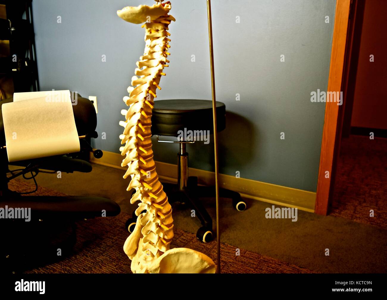 Qui n'a pas vu cette réplique d'une moelle épinière à leur bureau du chiropraticien ? Il montre un bon alignement de l'ossature. Banque D'Images