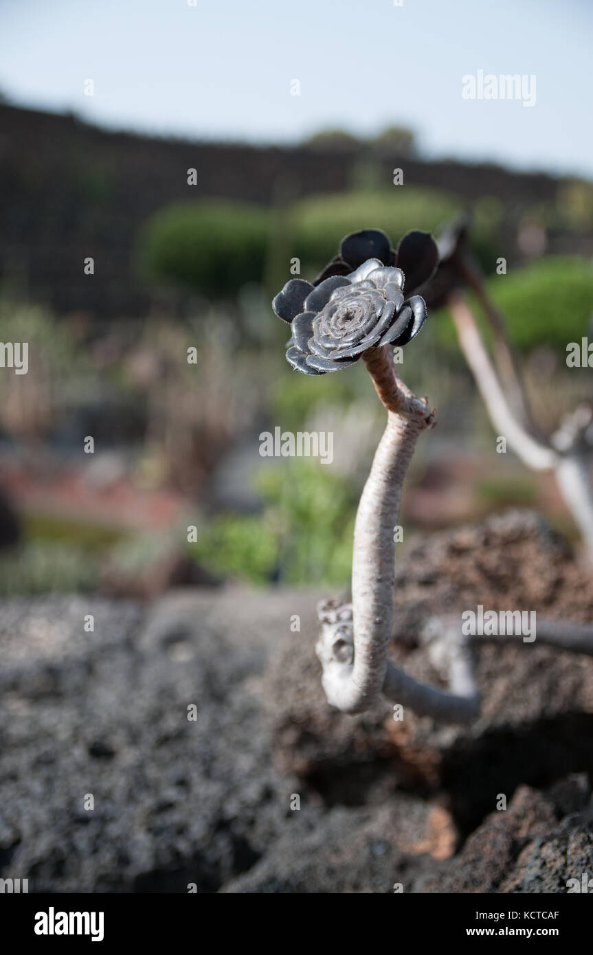 Black rose Banque D'Images