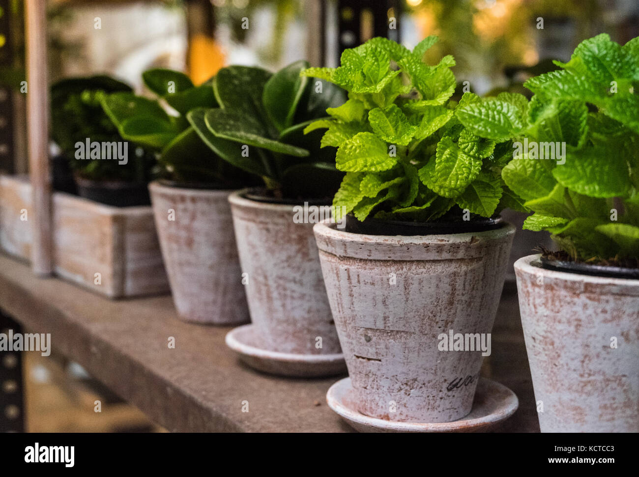 Petit arbre pot pour les herbes sur les étagères à l'intérieur de la pépinière plantation, selective focus. Banque D'Images