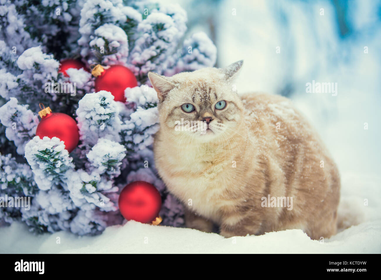 Cat sitting in snow près de sapin avec décoration de Noël. Banque D'Images