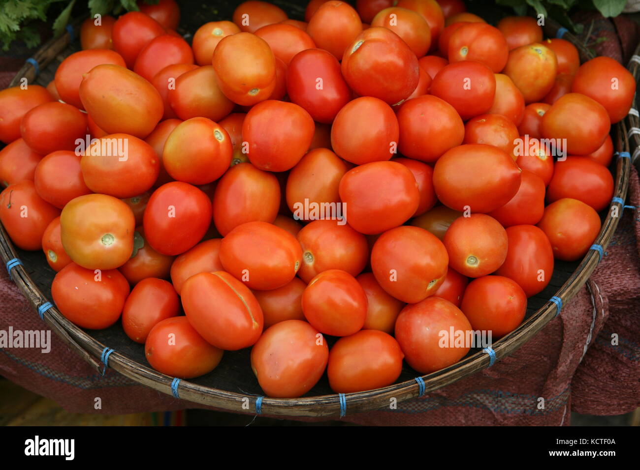 Tomaten in einem Korb - tomates dans un panier Banque D'Images