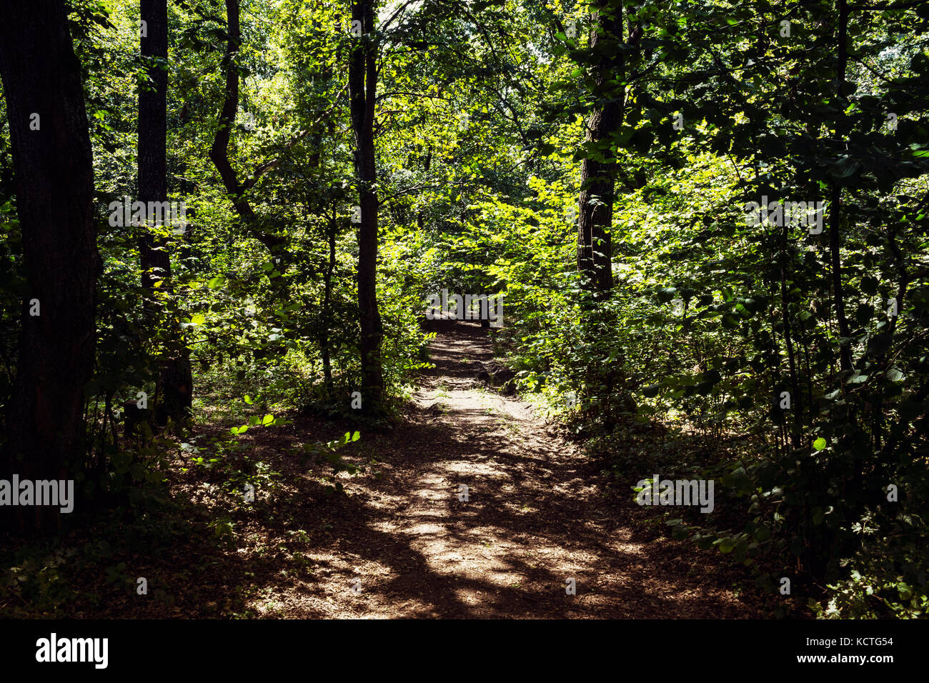 Perspective décroissante de route de terre entourée par la forêt pendant l'été Banque D'Images