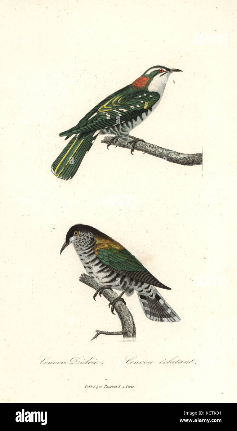 Diederik cuckoo Chrysococcyx caprius,, et brillant, bronze-cuckoo Chrysococcyx lucidus. Coloriée à la gravure sur cuivre de René Primevère Lesson's complète de Buffon, Pourrat Frères, Paris, 1838. Banque D'Images