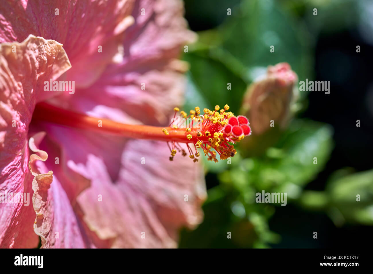 Grandes fleurs avec des couleurs vives attire les abeilles du miel Banque D'Images
