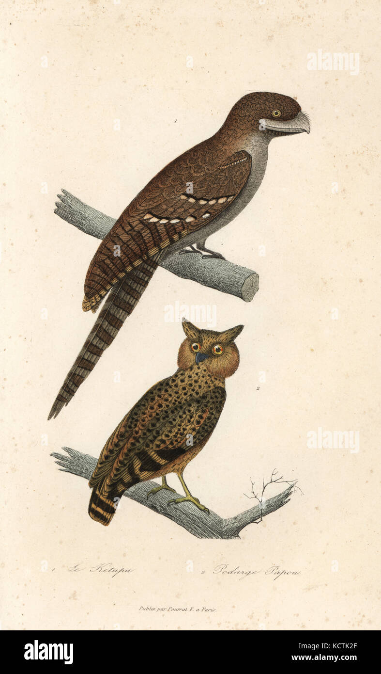 Buffy le poisson d'Amérique, Bubo ketupu, et une grille supérieure de papou, Podargus papuensis. Coloriée à la gravure sur cuivre de René Primevère Lesson's complète de Buffon, Pourrat Frères, Paris, 1838. Banque D'Images