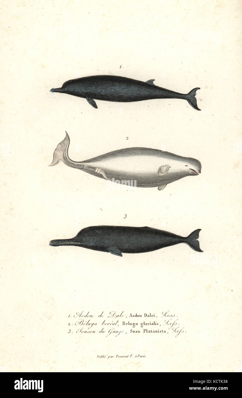 Baleine à bec de Sowerby, Mesoplodon bidens, béluga, Delphinapterus leucas, et de l'Asie du Sud, dauphin du Platanista gangetica (en voie de disparition). Coloriée à la gravure sur cuivre de René Primevère Lesson's complète de Buffon, Pourrat Frères, Paris, 1838. Banque D'Images