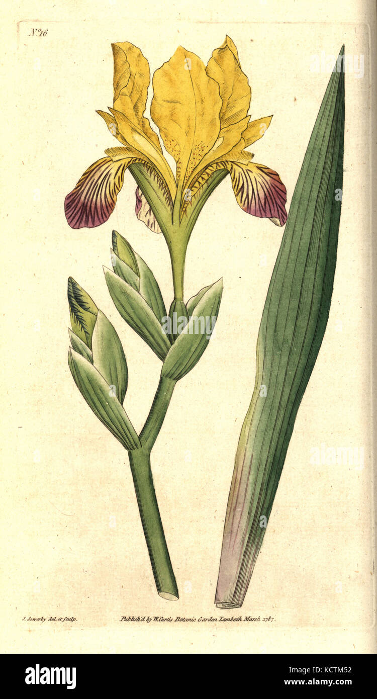 Hémérocalle iris, Iris variegata. Handcolured la gravure sur cuivre et illustration botanique par James Sowerby de William Curtis' le Botanical Magazine, marais de Lambeth, London, 1787. Banque D'Images