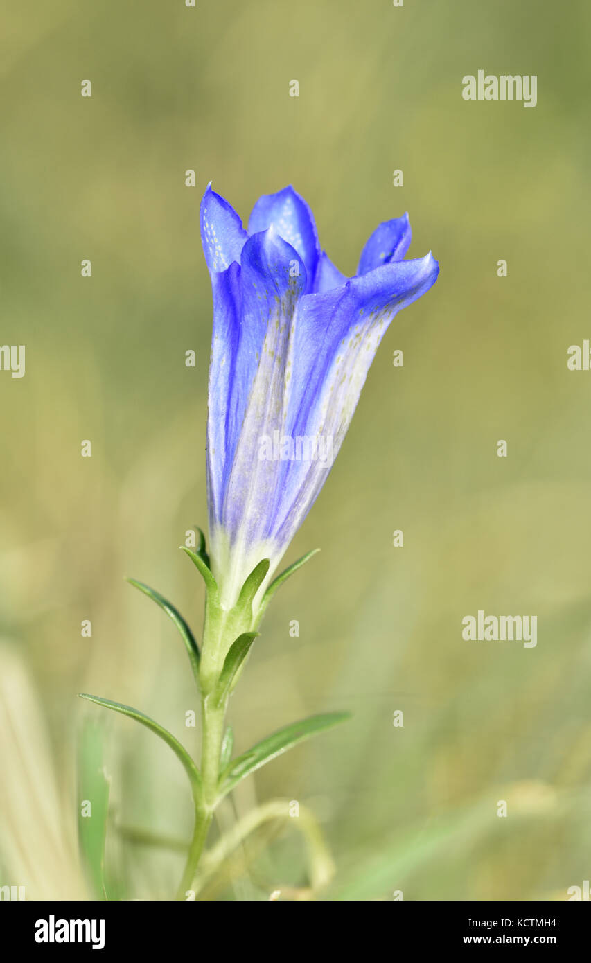 Gentiane gentiana pneumonanthe marais - Banque D'Images