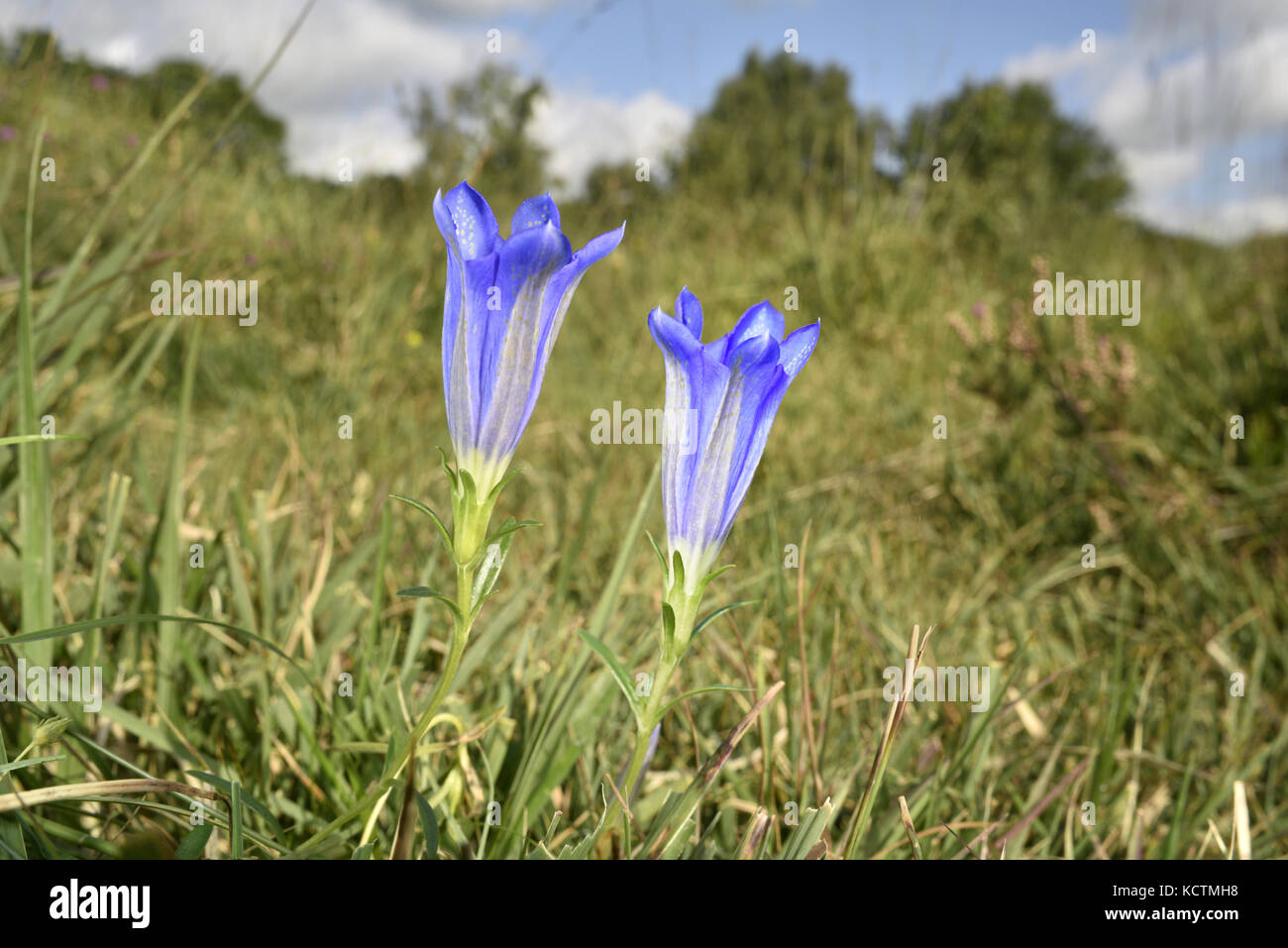 Gentiane gentiana pneumonanthe marais - Banque D'Images