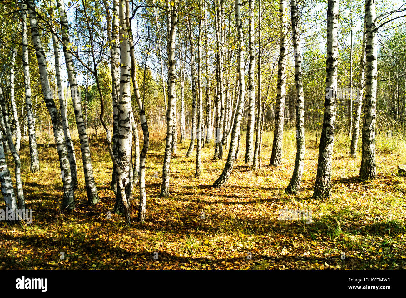 Beau bois de l'automne à jour solaire avec le bouleau blanc Banque D'Images