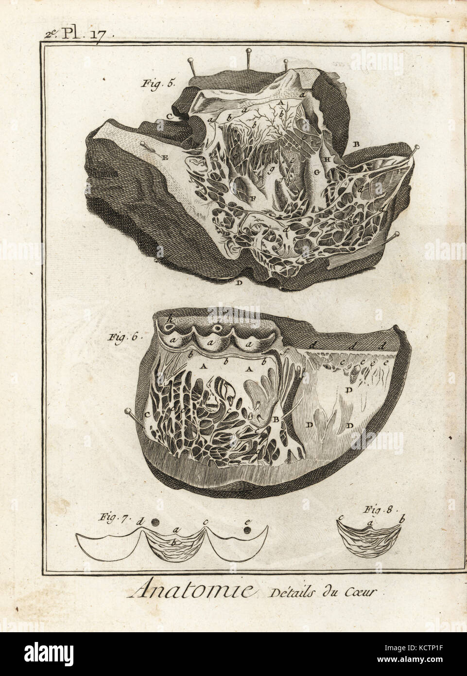 Détails du cœur humain. Sections à muscles et chambres. La gravure sur cuivre par Robert Benard de Denis Diderot's Encyclopedia, Pellet, Genève, 1779. Banque D'Images