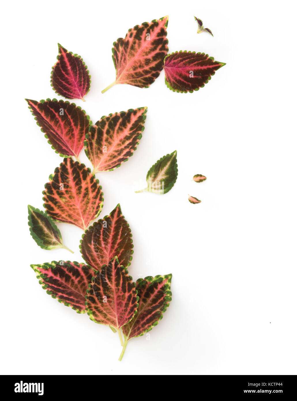Coleus Tropical Plant isolated on white Banque D'Images