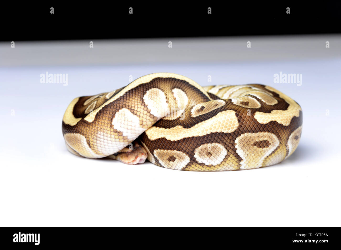 Une boule de python (Python regius) balled jusqu'en studio avec un fond blanc. Banque D'Images