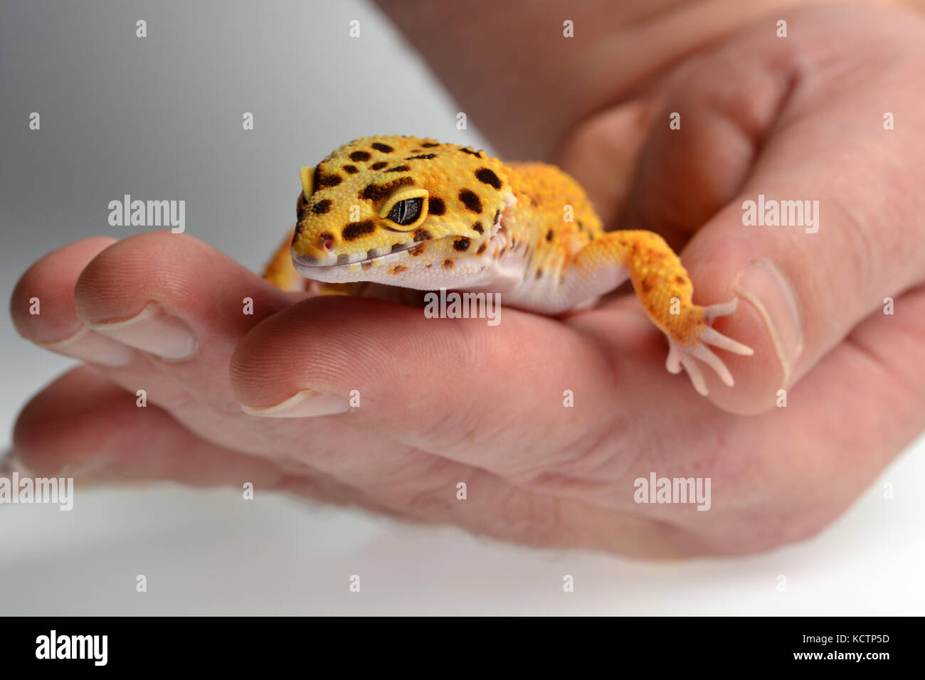 Un gecko léopard (Eublepharis macularius) qui a lieu dans un studio avec un fond blanc. Banque D'Images