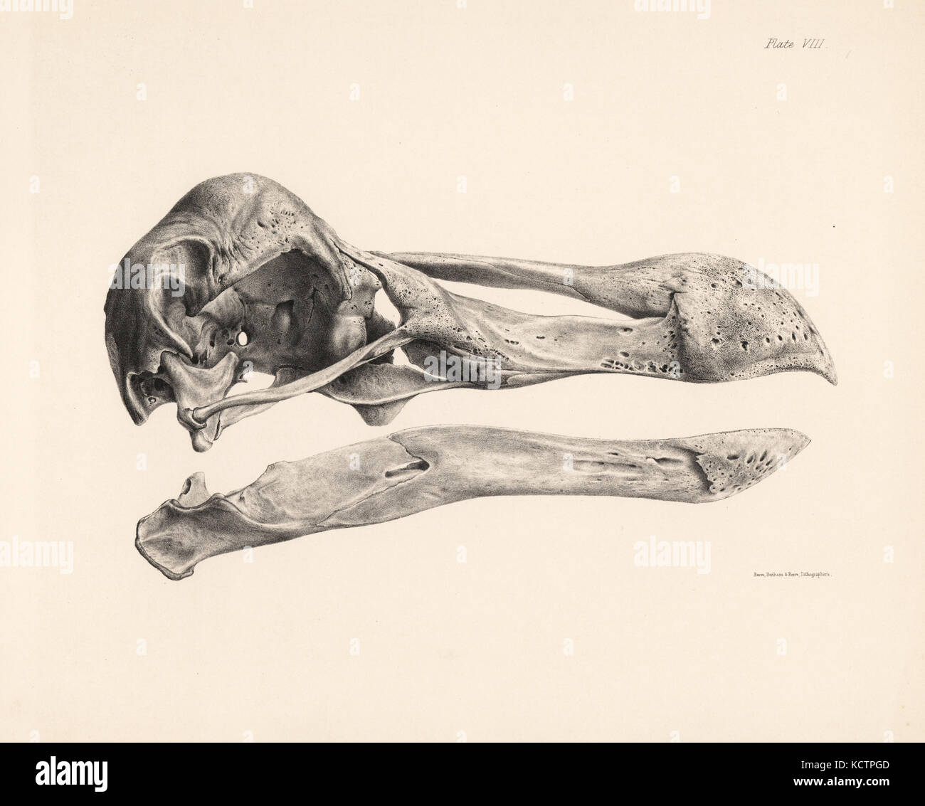 Vue de côté du crâne d'un dodo. Lithographie de Hugh Edwin Strickland et Alexander Gordon Melville, le Dodo et sa famille, Londres, Reeve, Benham et Reeve, 1848. Banque D'Images