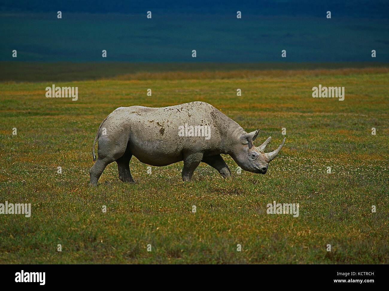 L'Afrique. La Tanzanie. La faune. Le rhinocéros noir. Banque D'Images