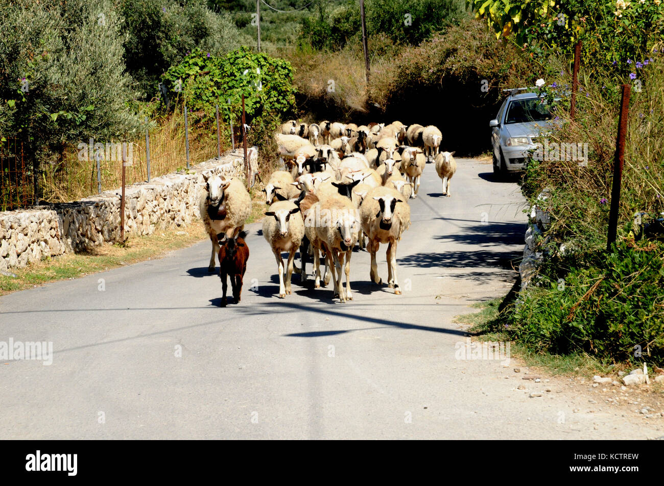 Un troupeau de moutons fraient leur chemin le long d'un chemin rural près du lac de Kournas en Crète - un autre risque pour les touristes de la conduite sur les routes rurales de la Crète. Banque D'Images